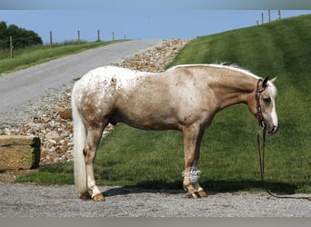 American Quarter Horse Mix, Wallach, 5 Jahre, 147 cm