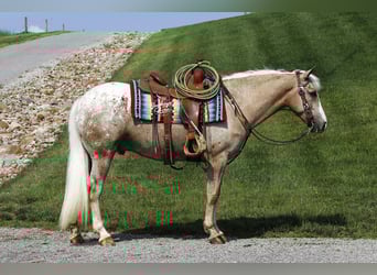 American Quarter Horse Mix, Wallach, 5 Jahre, 147 cm