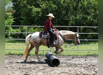American Quarter Horse Mix, Wallach, 5 Jahre, 147 cm