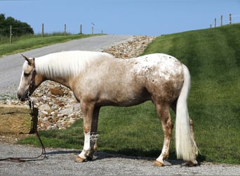 American Quarter Horse Mix, Wallach, 5 Jahre, 147 cm