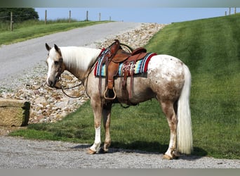 American Quarter Horse Mix, Wallach, 5 Jahre, 147 cm