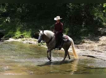 American Quarter Horse Mix, Wallach, 5 Jahre, 147 cm