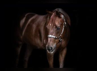 American Quarter Horse, Wallach, 5 Jahre, 148 cm, Dunkelfuchs