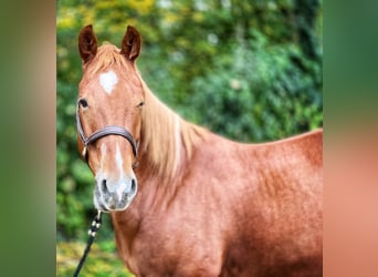 American Quarter Horse, Wallach, 5 Jahre, 148 cm, Fuchs