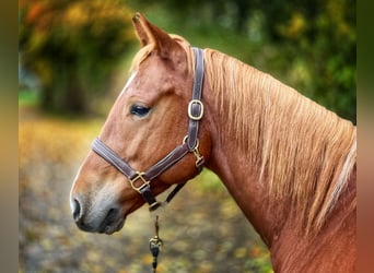 American Quarter Horse, Wallach, 5 Jahre, 148 cm, Fuchs