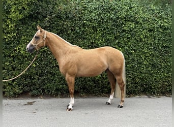 American Quarter Horse, Wallach, 5 Jahre, 149 cm, Palomino