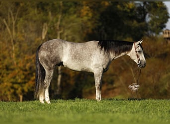 American Quarter Horse, Wallach, 5 Jahre, 150 cm, Apfelschimmel