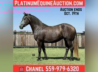 American Quarter Horse, Wallach, 5 Jahre, 150 cm, Apfelschimmel