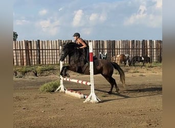 American Quarter Horse, Wallach, 5 Jahre, 150 cm, Apfelschimmel