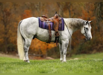American Quarter Horse, Wallach, 5 Jahre, 150 cm, Apfelschimmel