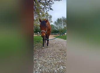 American Quarter Horse, Wallach, 5 Jahre, 150 cm, Brauner