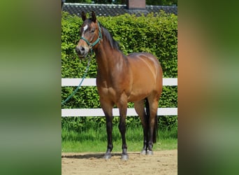 American Quarter Horse, Wallach, 5 Jahre, 150 cm, Brauner