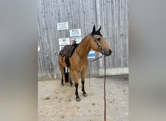 American Quarter Horse, Wallach, 5 Jahre, 150 cm, Buckskin