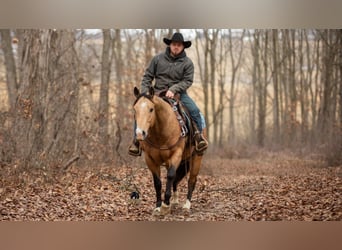 American Quarter Horse, Wallach, 5 Jahre, 150 cm, Buckskin