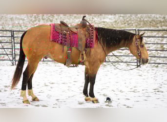 American Quarter Horse, Wallach, 5 Jahre, 150 cm, Buckskin