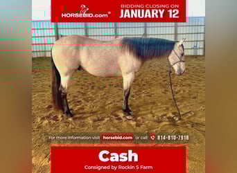 American Quarter Horse, Wallach, 5 Jahre, 150 cm, Buckskin