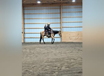 American Quarter Horse, Wallach, 5 Jahre, 150 cm, Buckskin