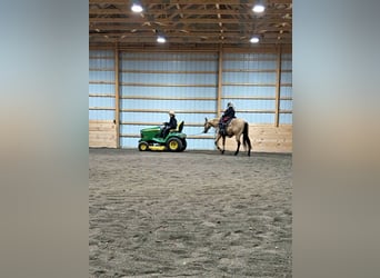 American Quarter Horse, Wallach, 5 Jahre, 150 cm, Buckskin
