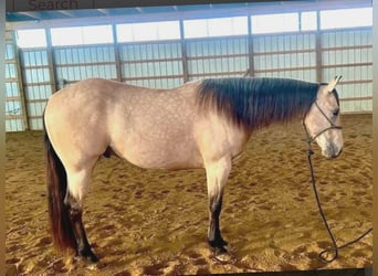 American Quarter Horse, Wallach, 5 Jahre, 150 cm, Buckskin