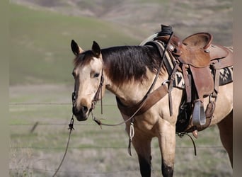 American Quarter Horse, Wallach, 5 Jahre, 150 cm, Buckskin