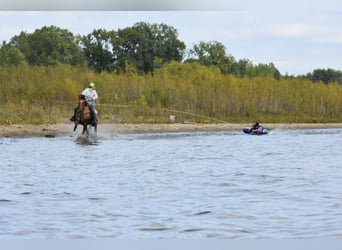 American Quarter Horse, Wallach, 5 Jahre, 150 cm, Buckskin