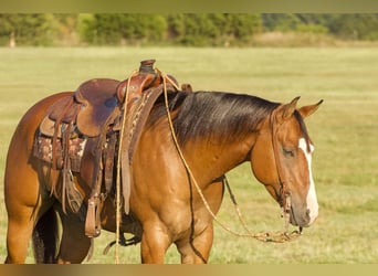 American Quarter Horse, Wallach, 5 Jahre, 150 cm, Falbe