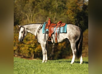 American Quarter Horse, Wallach, 5 Jahre, 150 cm