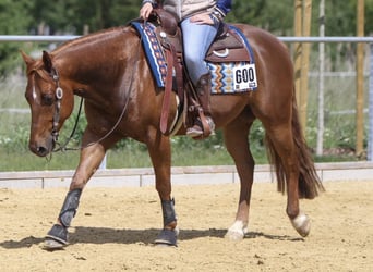 American Quarter Horse, Wallach, 5 Jahre, 150 cm, Fuchs