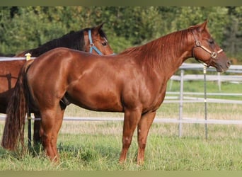 American Quarter Horse, Wallach, 5 Jahre, 150 cm, Fuchs