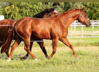 American Quarter Horse, Wallach, 5 Jahre, 150 cm, Fuchs