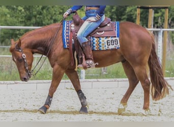 American Quarter Horse, Wallach, 5 Jahre, 150 cm, Fuchs