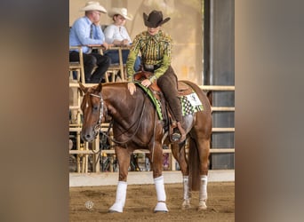 American Quarter Horse, Wallach, 5 Jahre, 150 cm, Fuchs