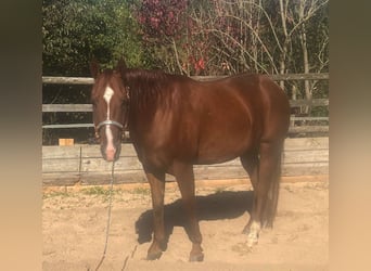 American Quarter Horse, Wallach, 5 Jahre, 150 cm, Fuchs