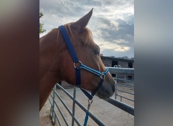 American Quarter Horse, Wallach, 5 Jahre, 150 cm, Fuchs