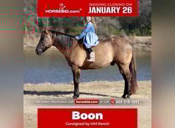 American Quarter Horse, Wallach, 5 Jahre, 150 cm, Grullo