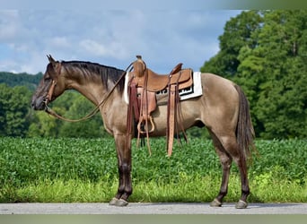American Quarter Horse, Wallach, 5 Jahre, 150 cm, Grullo