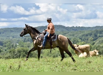 American Quarter Horse, Wallach, 5 Jahre, 150 cm, Grullo
