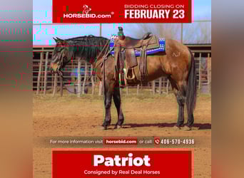 American Quarter Horse, Wallach, 5 Jahre, 150 cm, Grullo