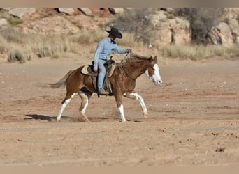 American Quarter Horse, Wallach, 5 Jahre, 150 cm, Overo-alle-Farben