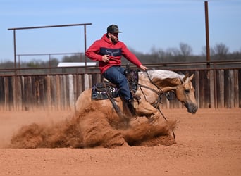 American Quarter Horse, Wallach, 5 Jahre, 150 cm, Palomino