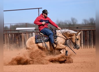 American Quarter Horse, Wallach, 5 Jahre, 150 cm, Palomino