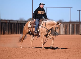 American Quarter Horse, Wallach, 5 Jahre, 150 cm, Palomino