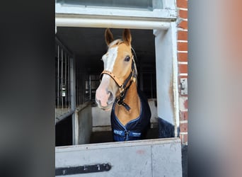 American Quarter Horse, Wallach, 5 Jahre, 150 cm, Palomino