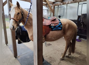 American Quarter Horse, Wallach, 5 Jahre, 150 cm, Palomino