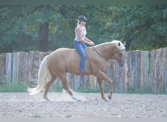 American Quarter Horse, Wallach, 5 Jahre, 150 cm, Palomino