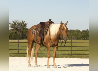 American Quarter Horse, Wallach, 5 Jahre, 150 cm, Palomino