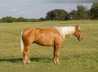 American Quarter Horse, Wallach, 5 Jahre, 150 cm, Palomino