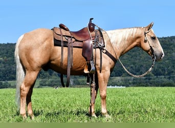 American Quarter Horse, Wallach, 5 Jahre, 150 cm, Palomino