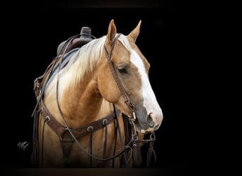 American Quarter Horse, Wallach, 5 Jahre, 150 cm, Palomino