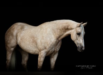 American Quarter Horse, Wallach, 5 Jahre, 150 cm, Palomino
